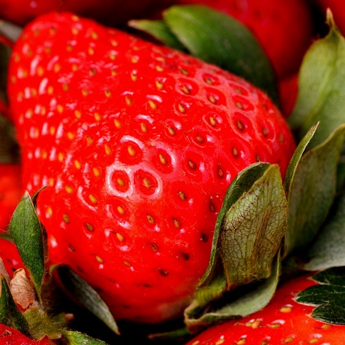 Fruit Logistica Trend Report