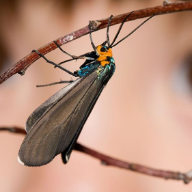 Helping Endangered Species Survive